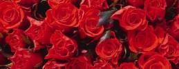 Bodas Reales - Envían hoy diez mil rosas para boda real en Mónaco
